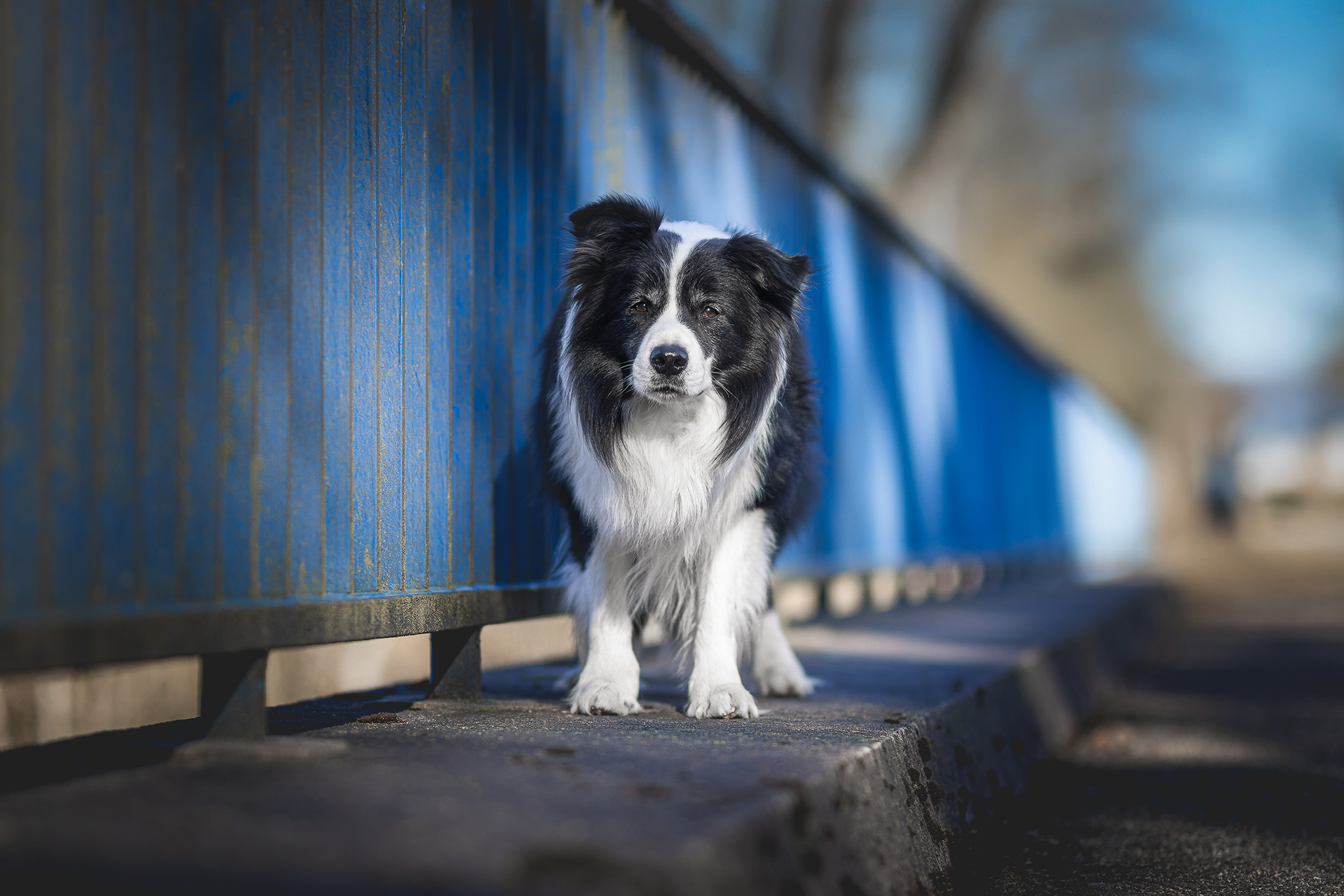 Border Collie