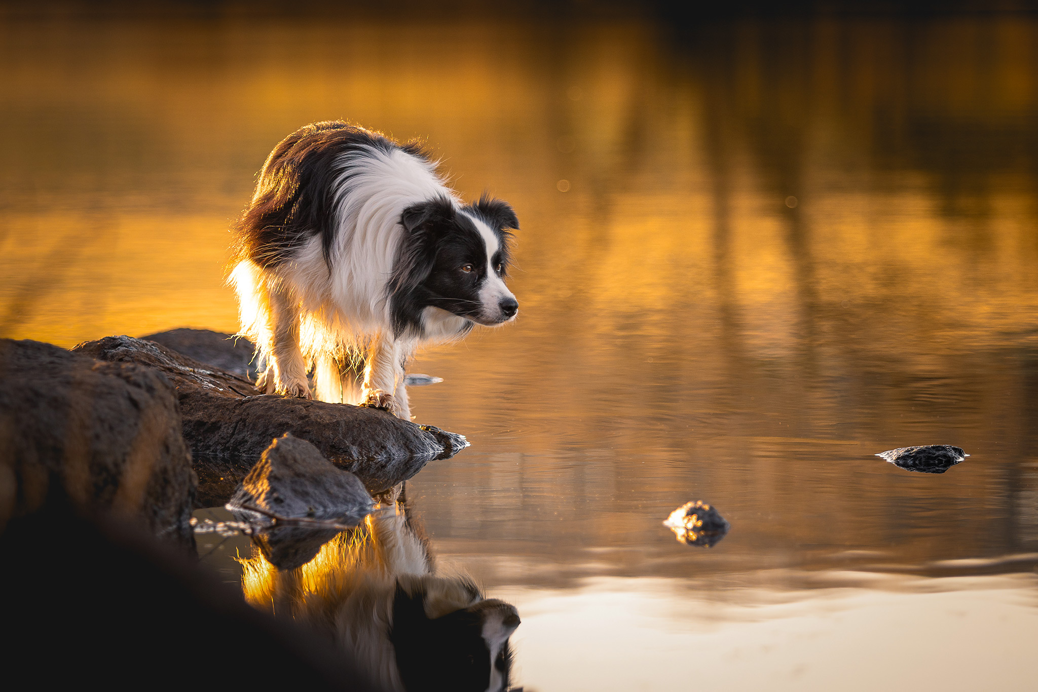 Border Collie