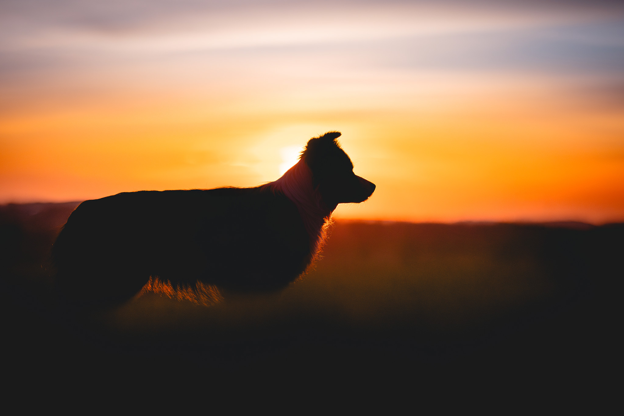 Border Collie