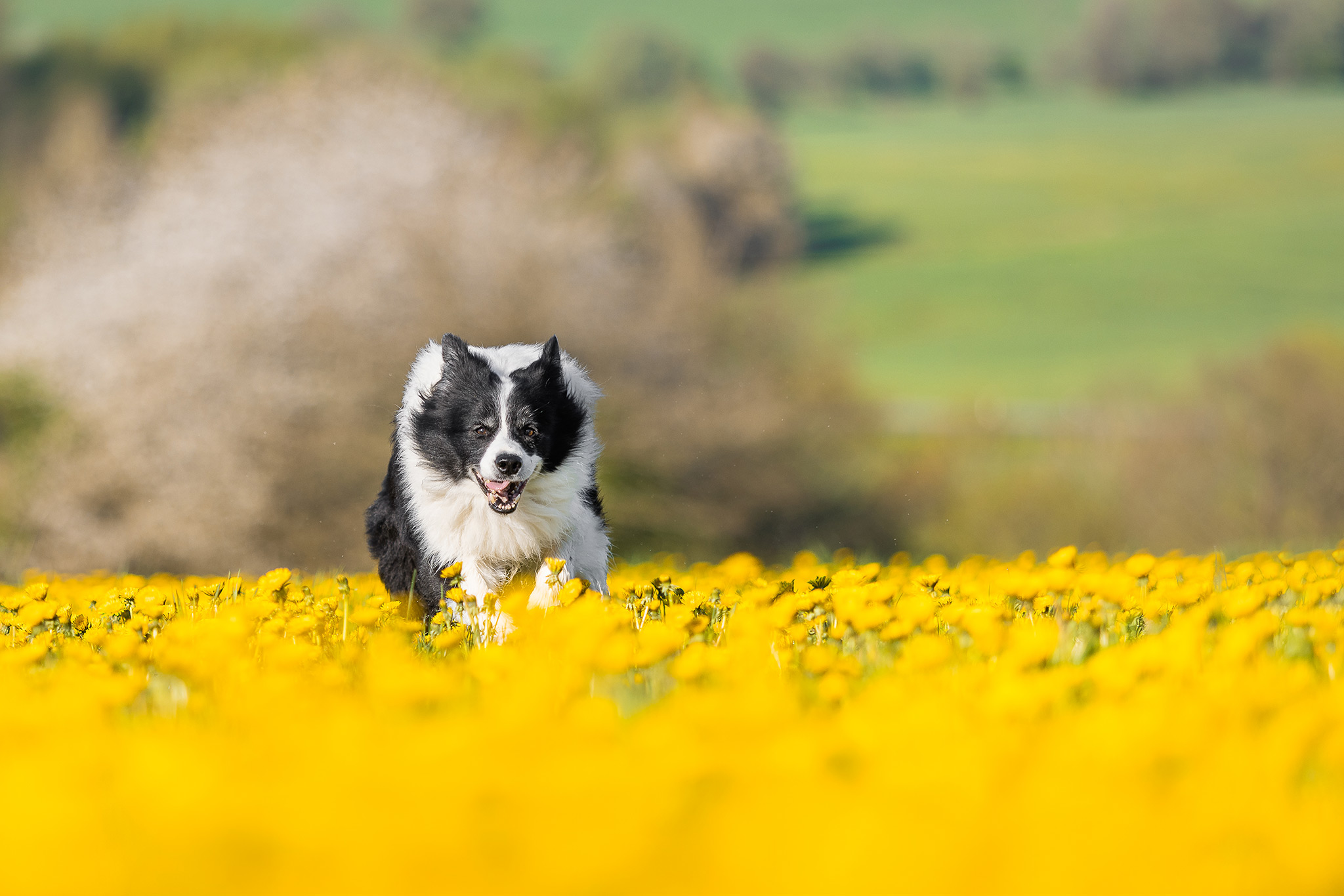 Border Collie