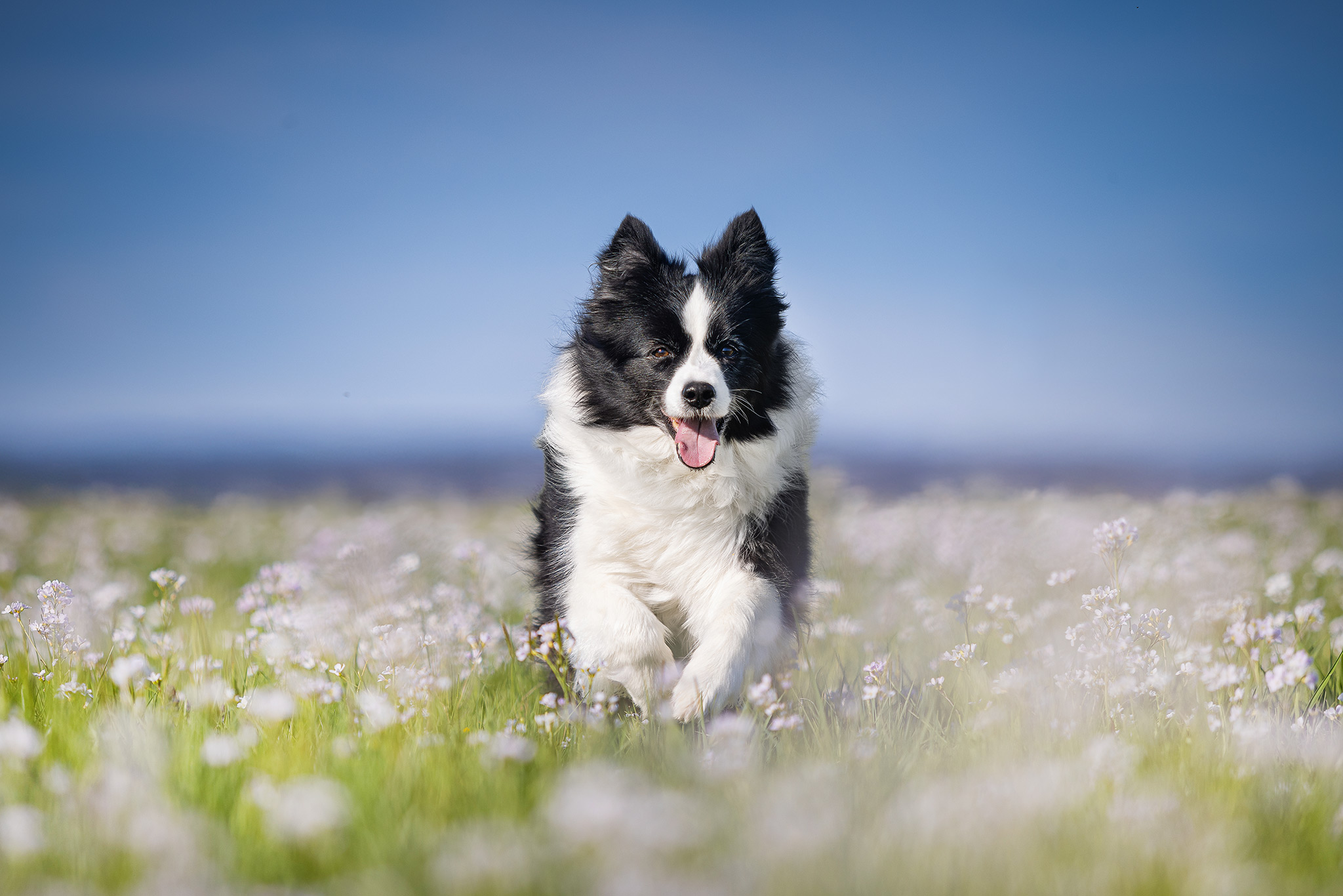 Border Collie