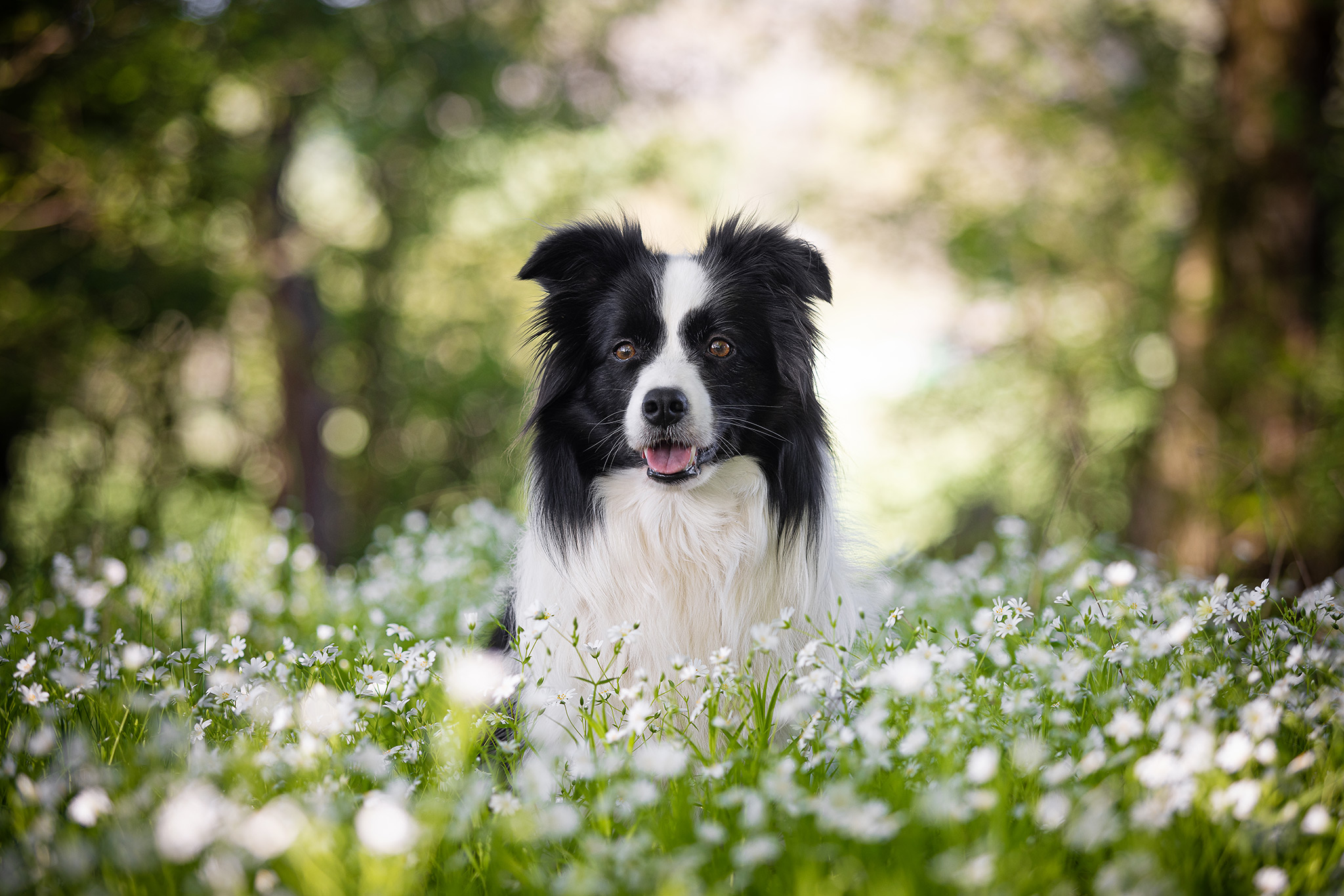 Border Collie