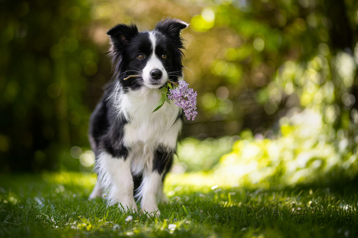 Border Collie