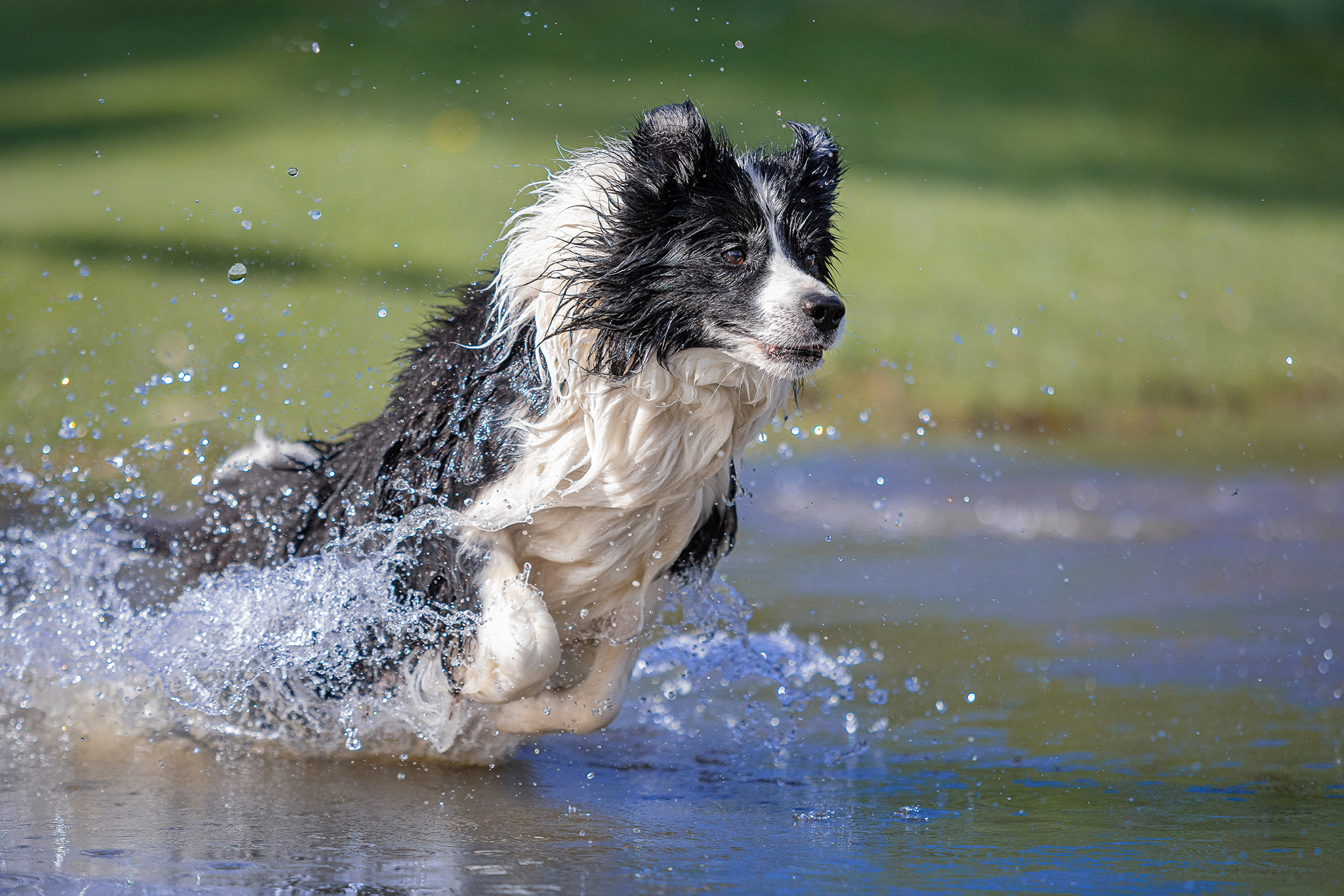 Border Collie