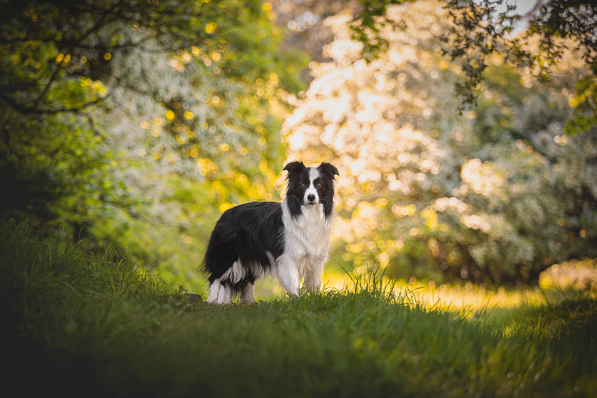 Border Collie