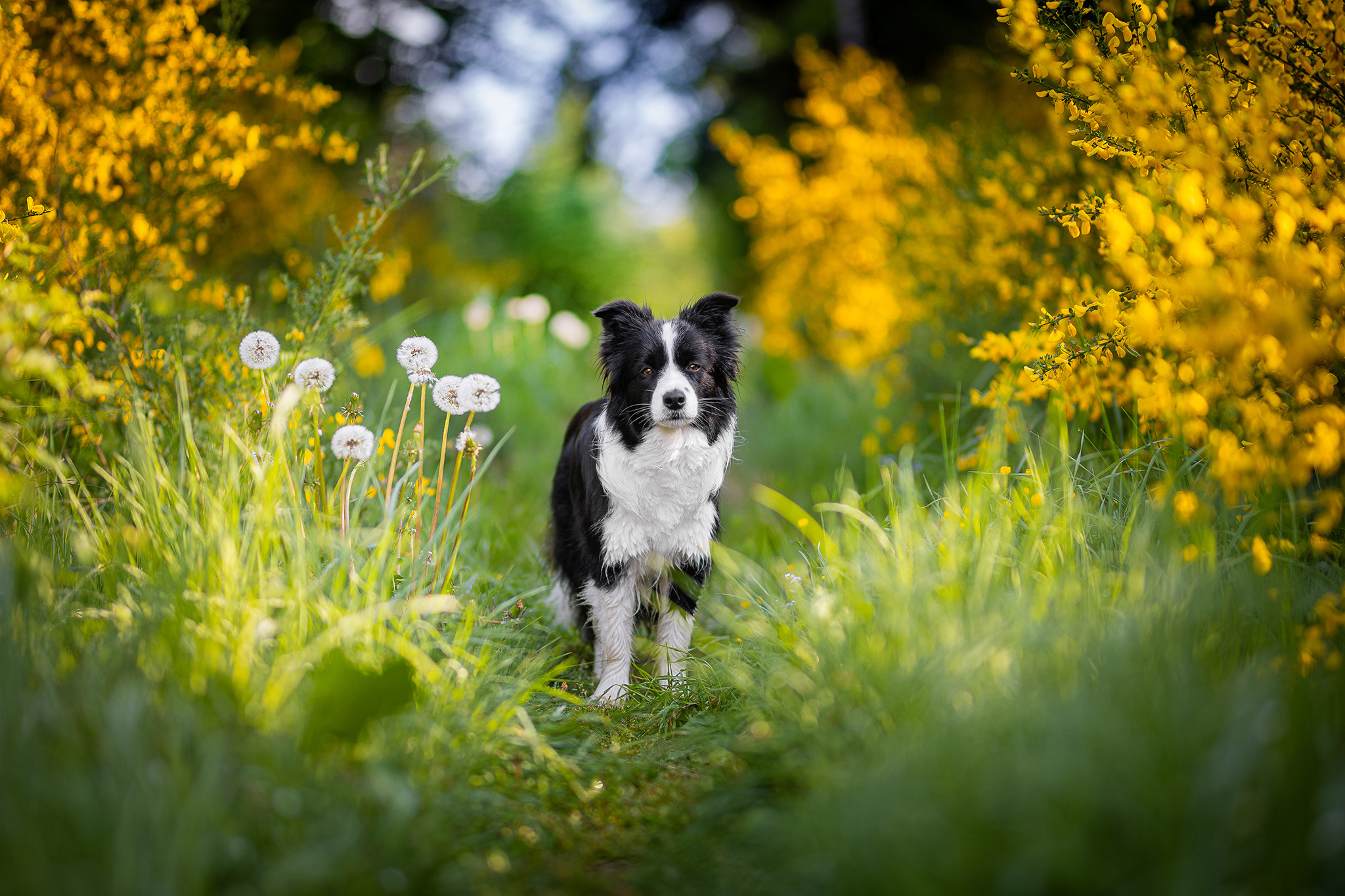Border Collie