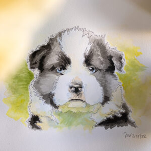 Aquarell eines Border Collie Welpen