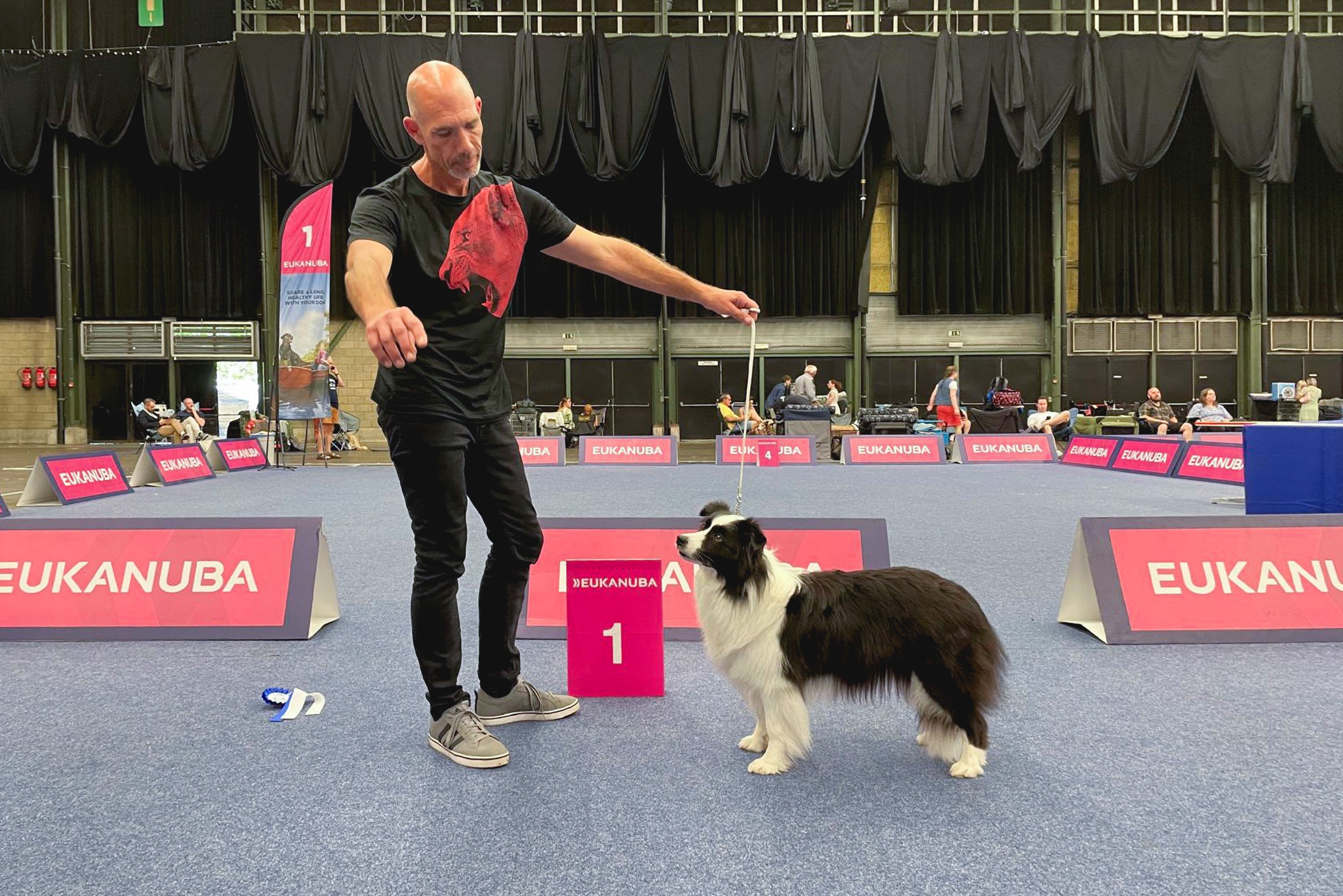 29|06|2025 – Halo, Broadmeadows Halo Border Collie, CACIB Genk 2025