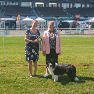 Border Collie, CACIB Aarau 2025