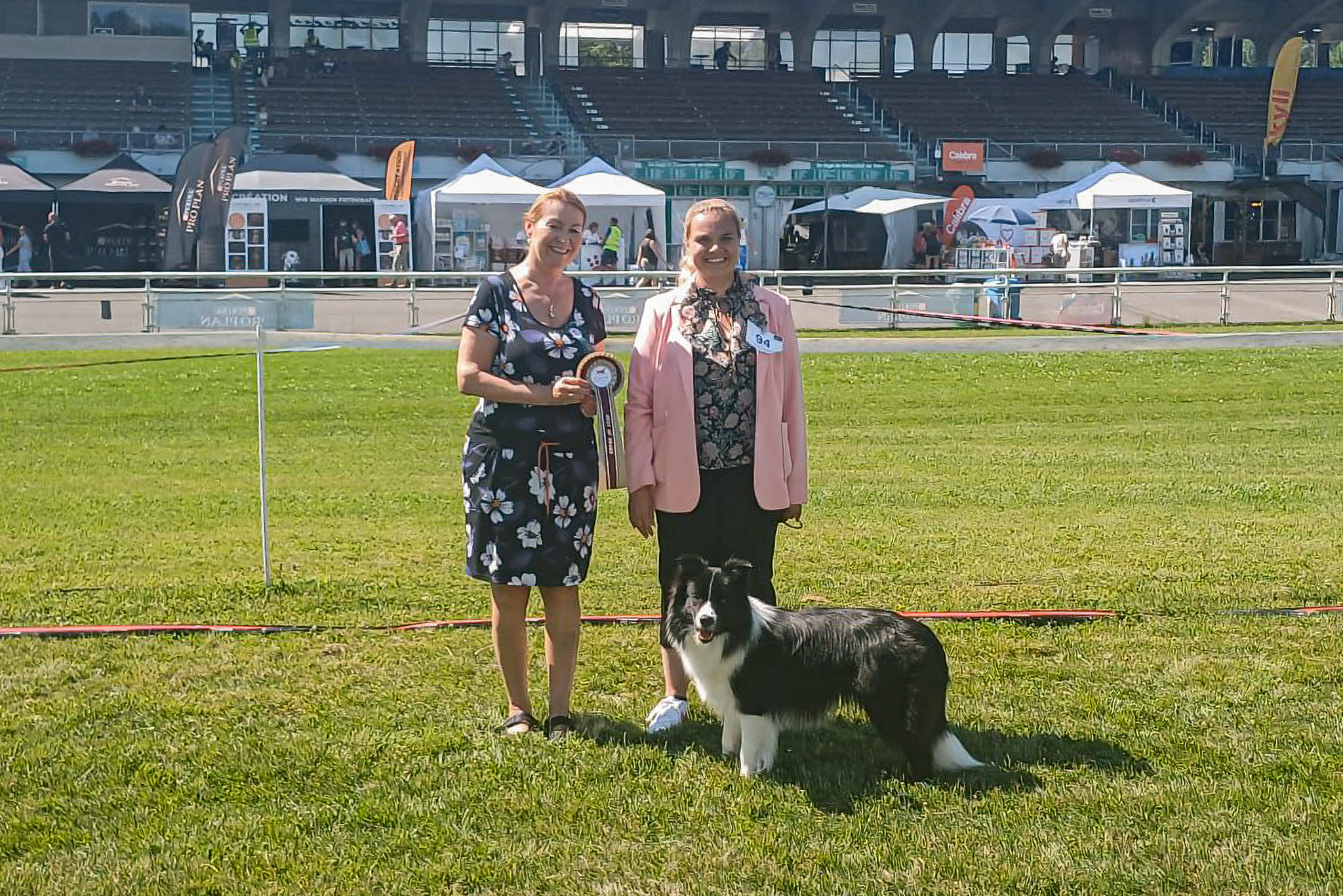 28|06|2025 – Joey, Broadmeadows J. Gatsby Border Collie, CACIB Aarau 2025