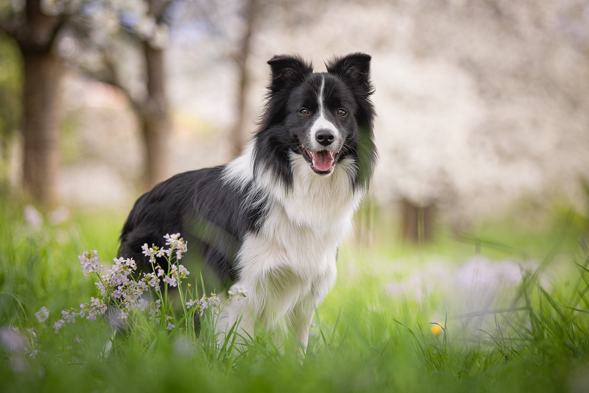 Broadmeadows_Border-Collies_2025_04-13-(655-von-1004)