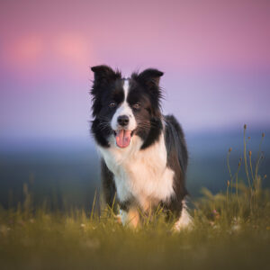 Border Collie Hündin bei Sonnenuntergang
