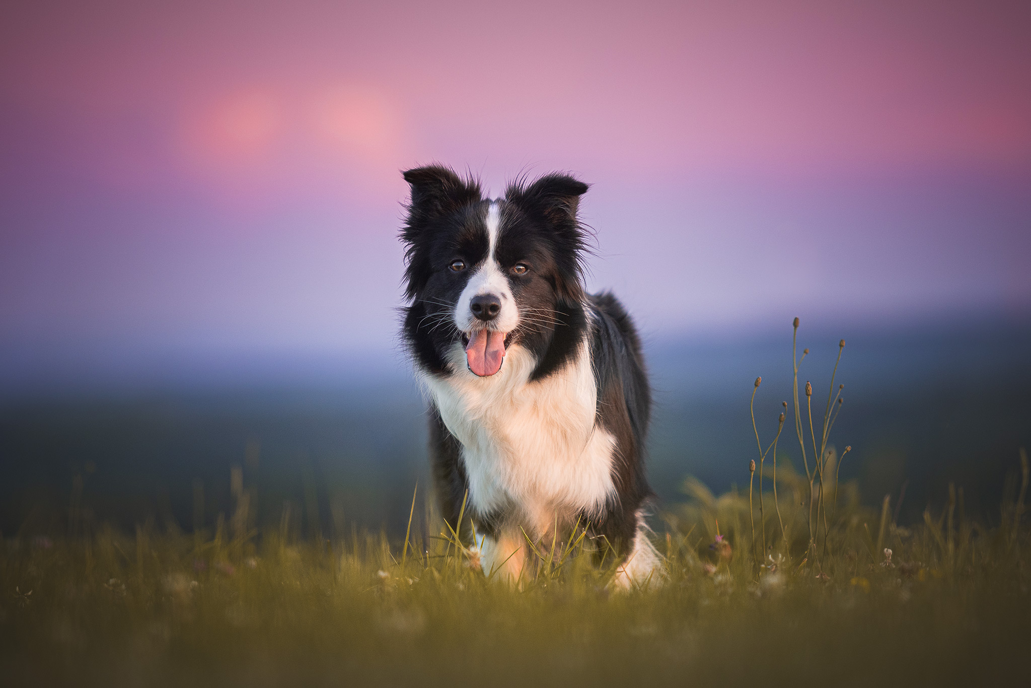 Border Collie Hündin bei Sonnenuntergang