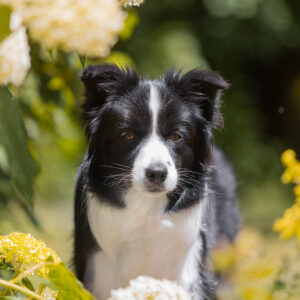 Trächtige Border Collie Hündin im blühenden Garten