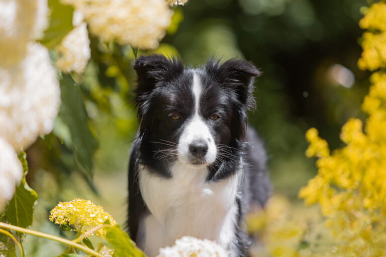 Trächtige Border Collie Hündin im blühenden Garten