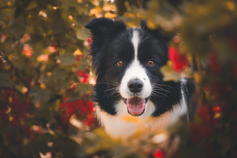 Trächtige Border Collie Hündin im blühenden Garten