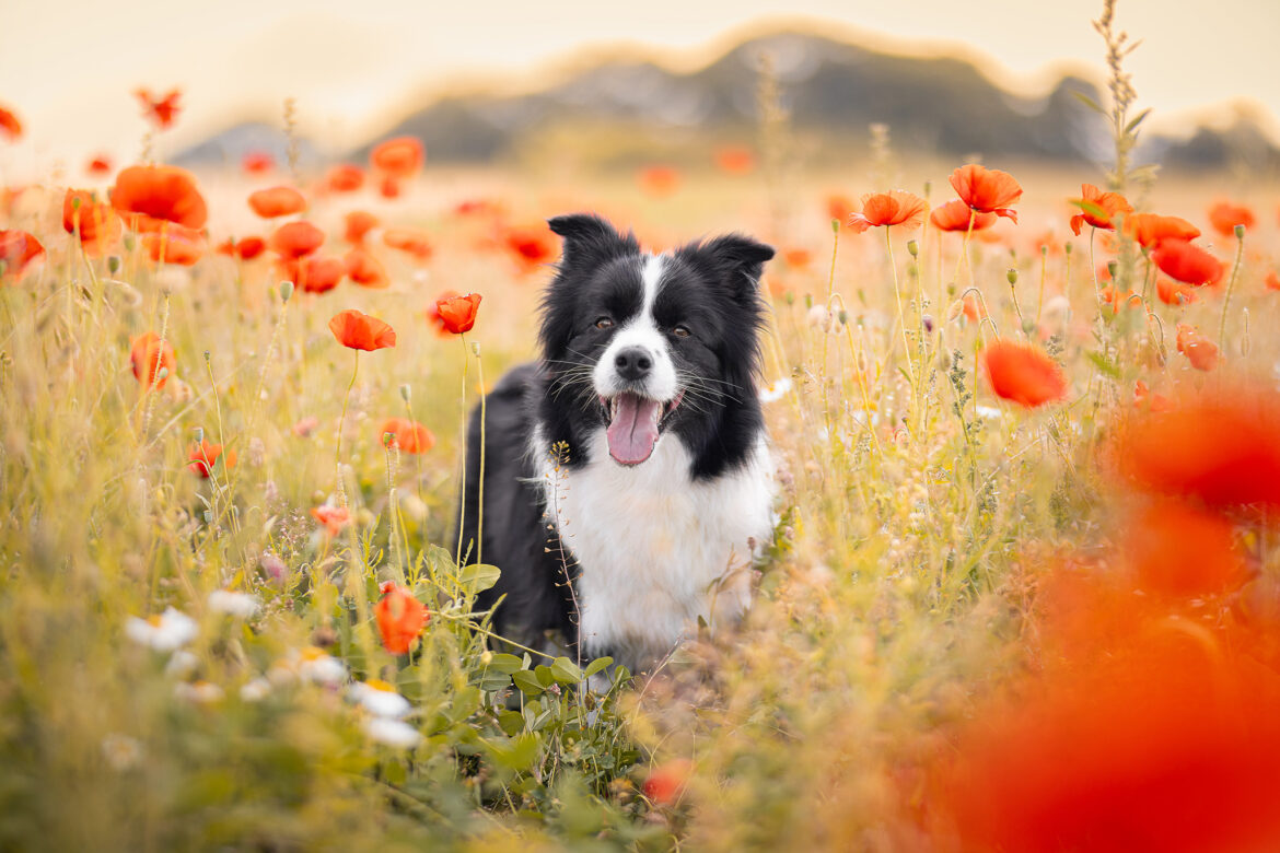 Trächtige Border Collie Hündin im Mohnfeld
