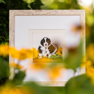 Gemalte Border Collie Welpen in Sonnenblumen