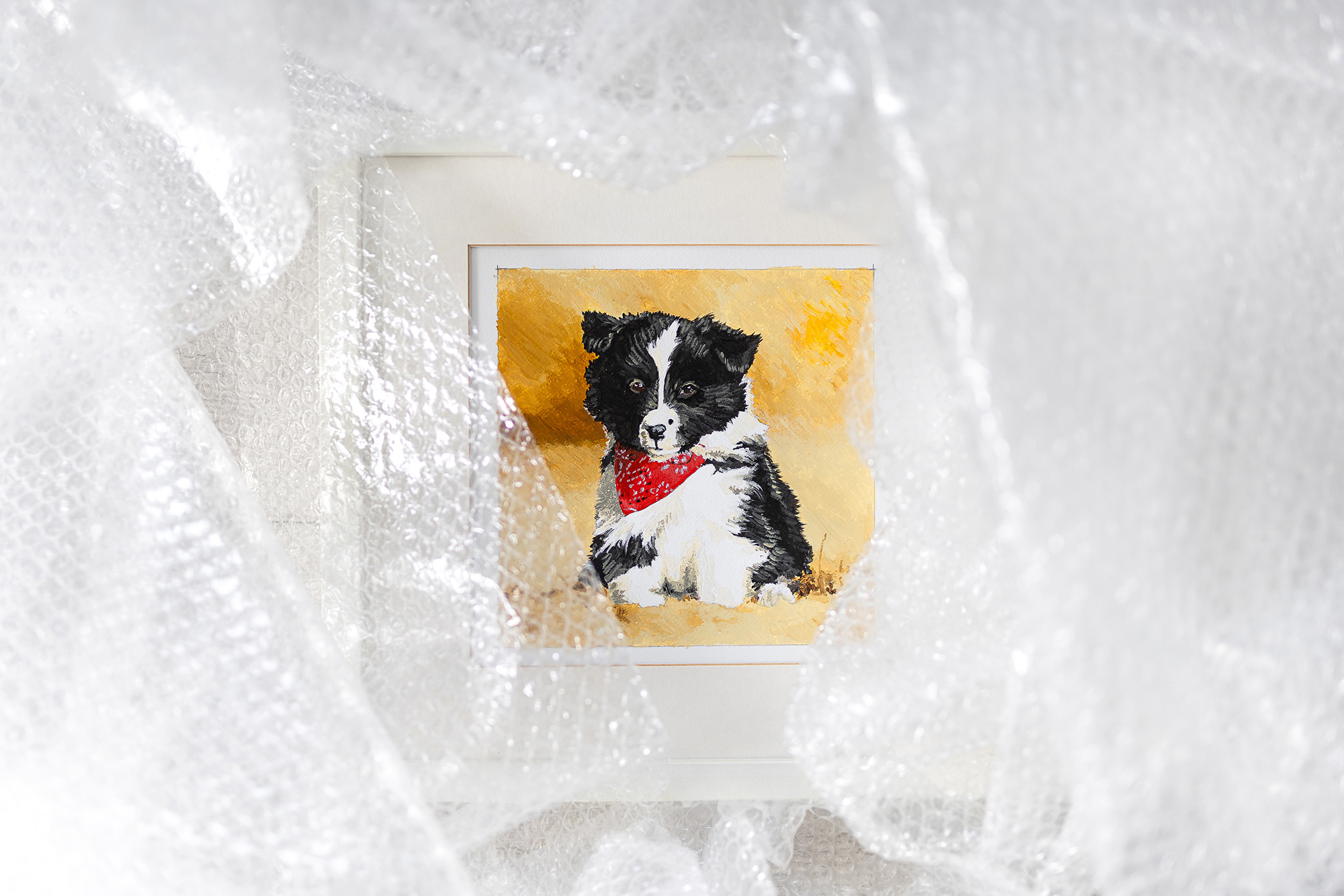 Broadmeadows<em>Border-Collies</em>2025_07-23-(13-von-16)