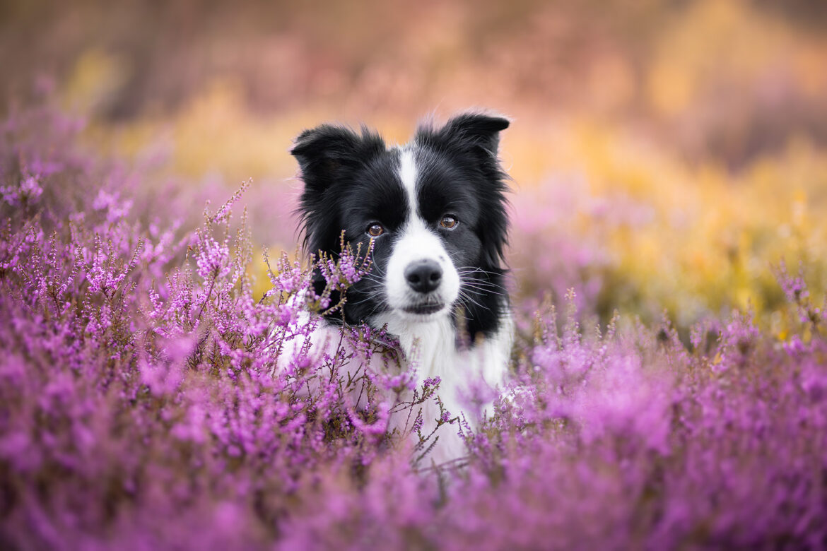 Trächtige Border Collie Hündin in der Heide