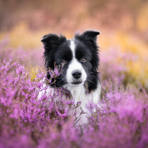 Trächtige Border Collie Hündin in der Heide