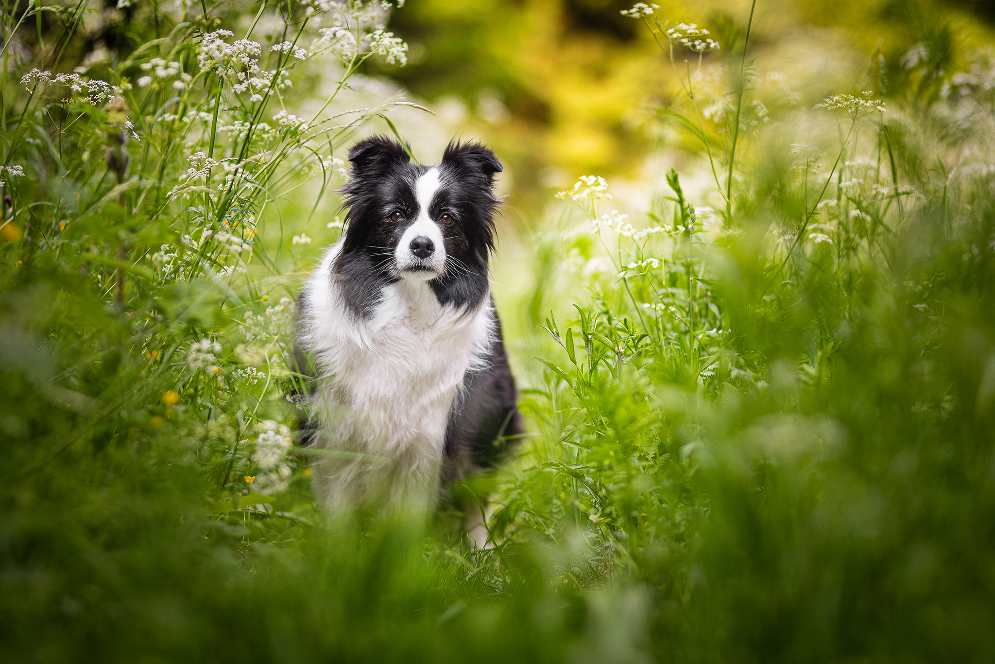 09|06|2025 – Heidi Border Collie Hündin