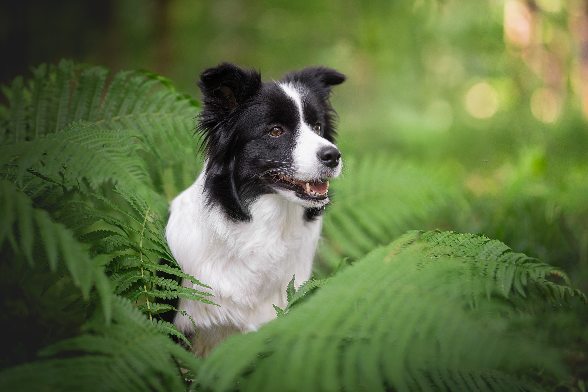 22|06|2025 – Karma Border Collie Hündin