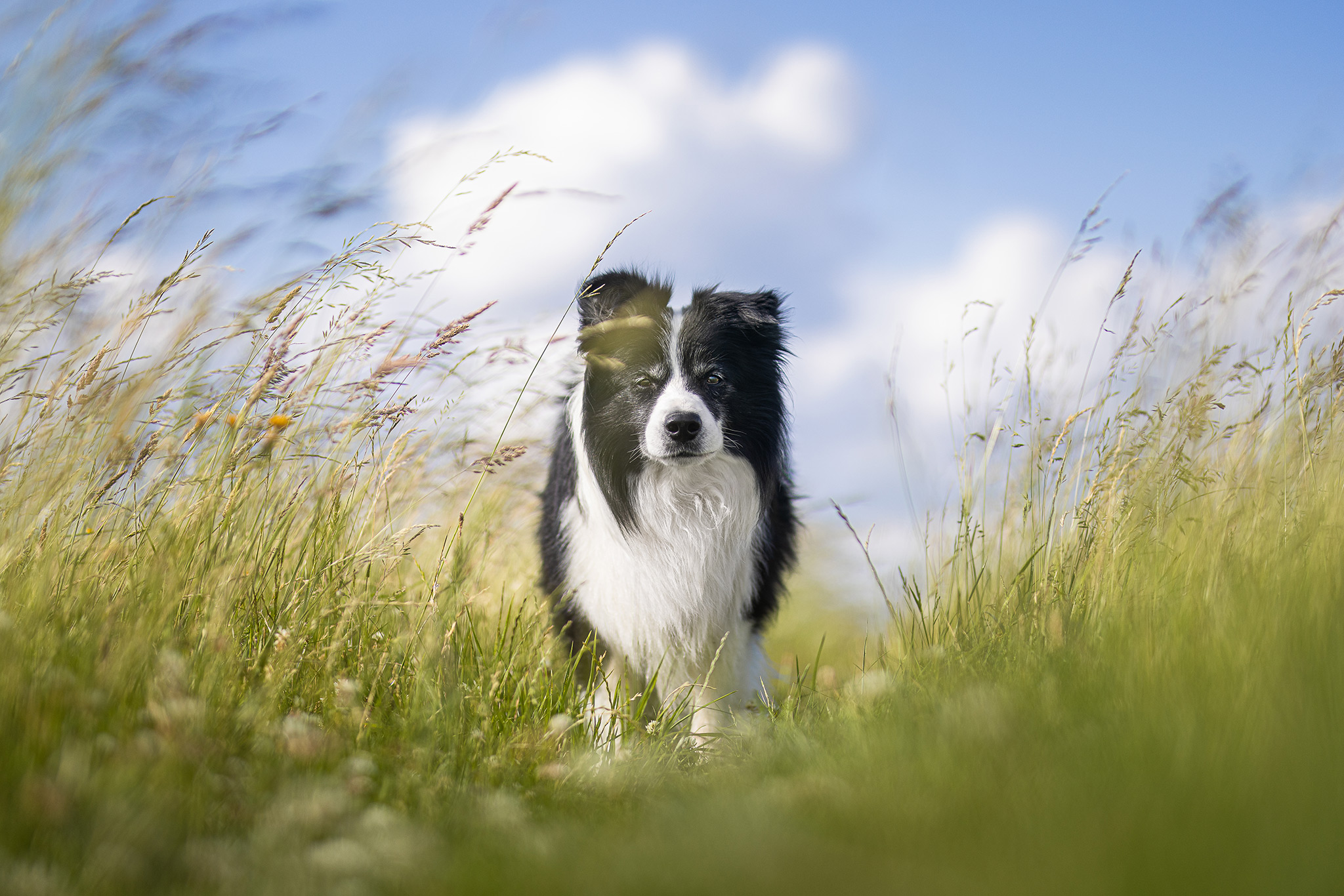 23|06|2025 – Zion Border Collie Rüde