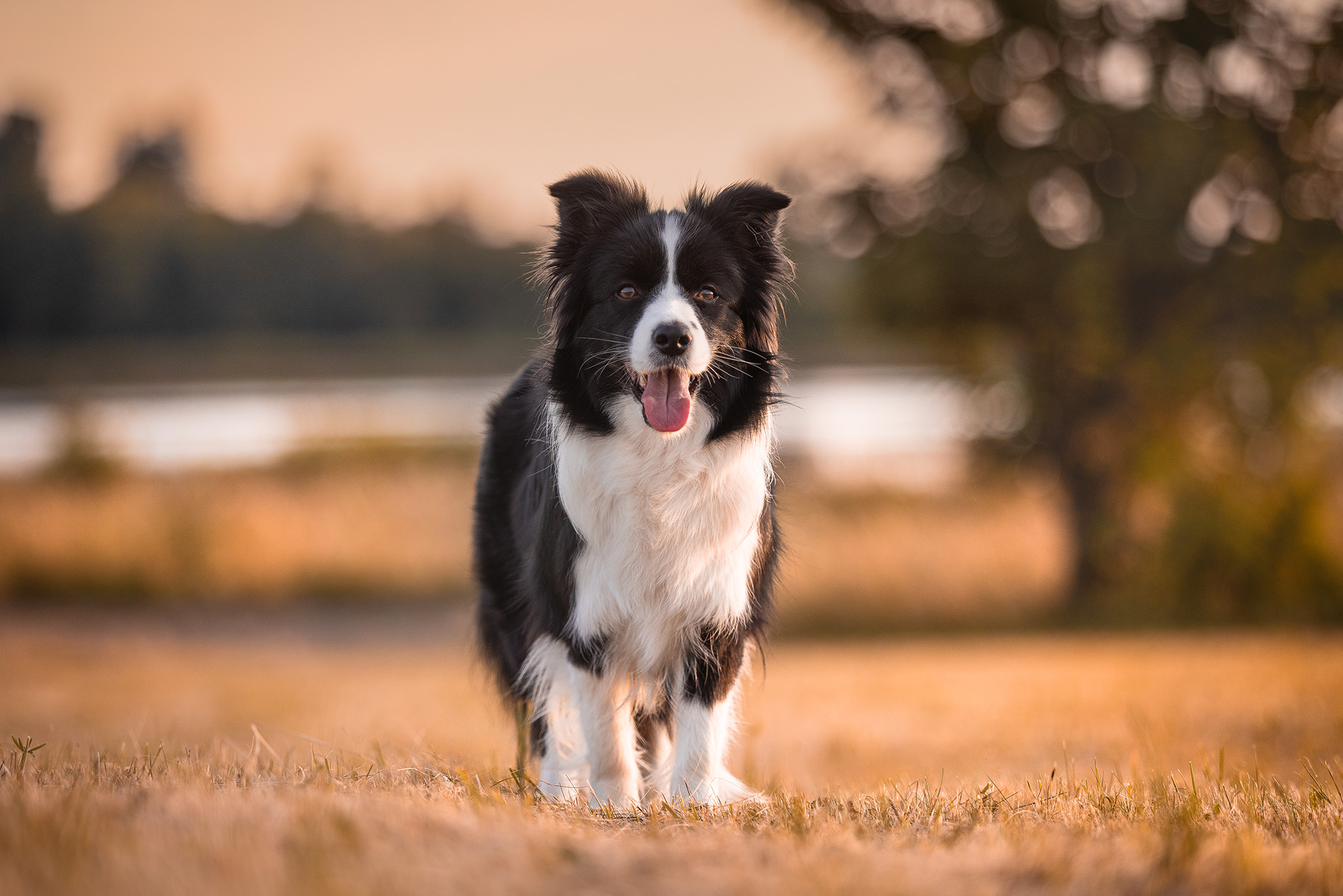 04|07|2025 – Karma Border Collie Hündin