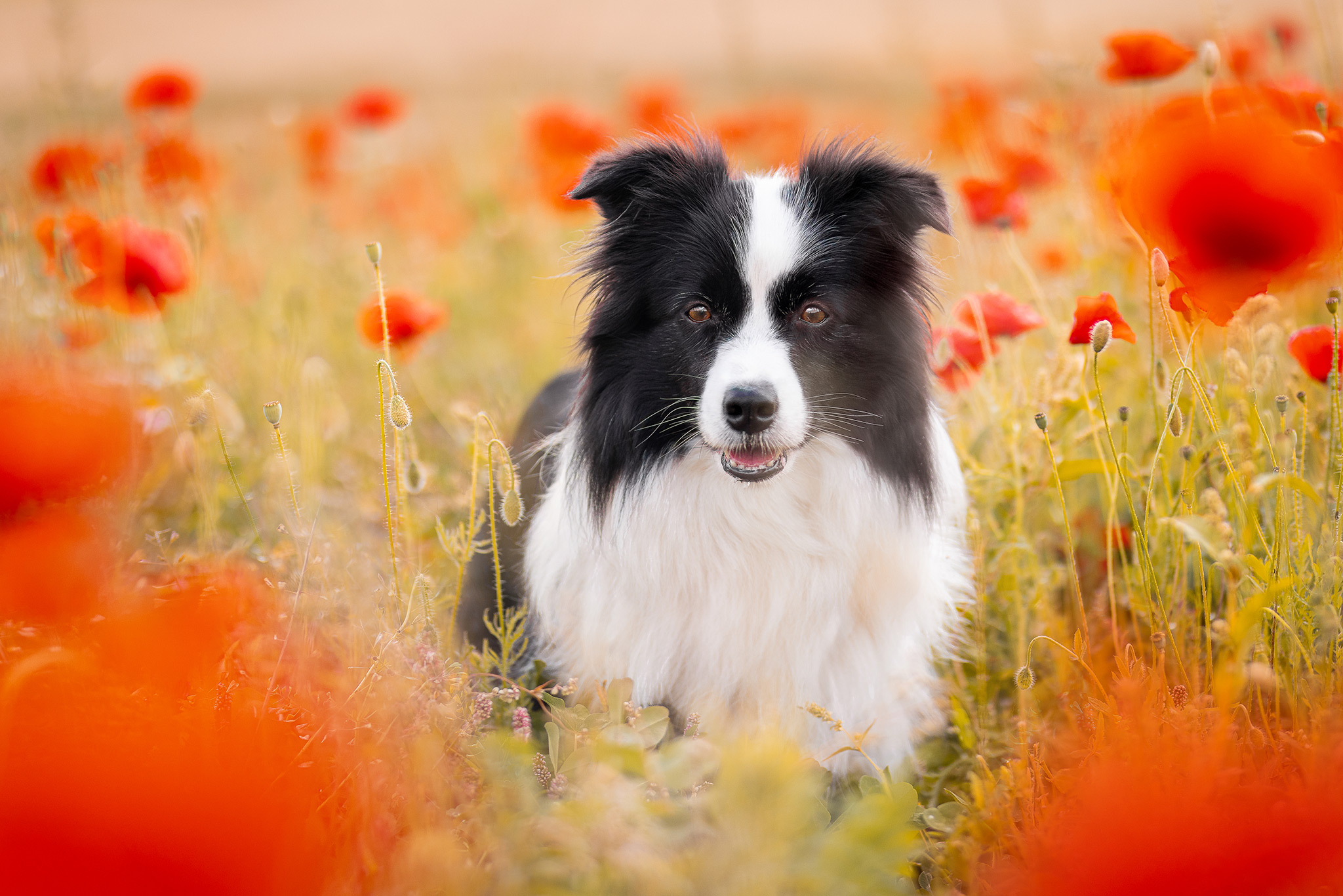 17|07|2025 – Halo Border Collie Hündin