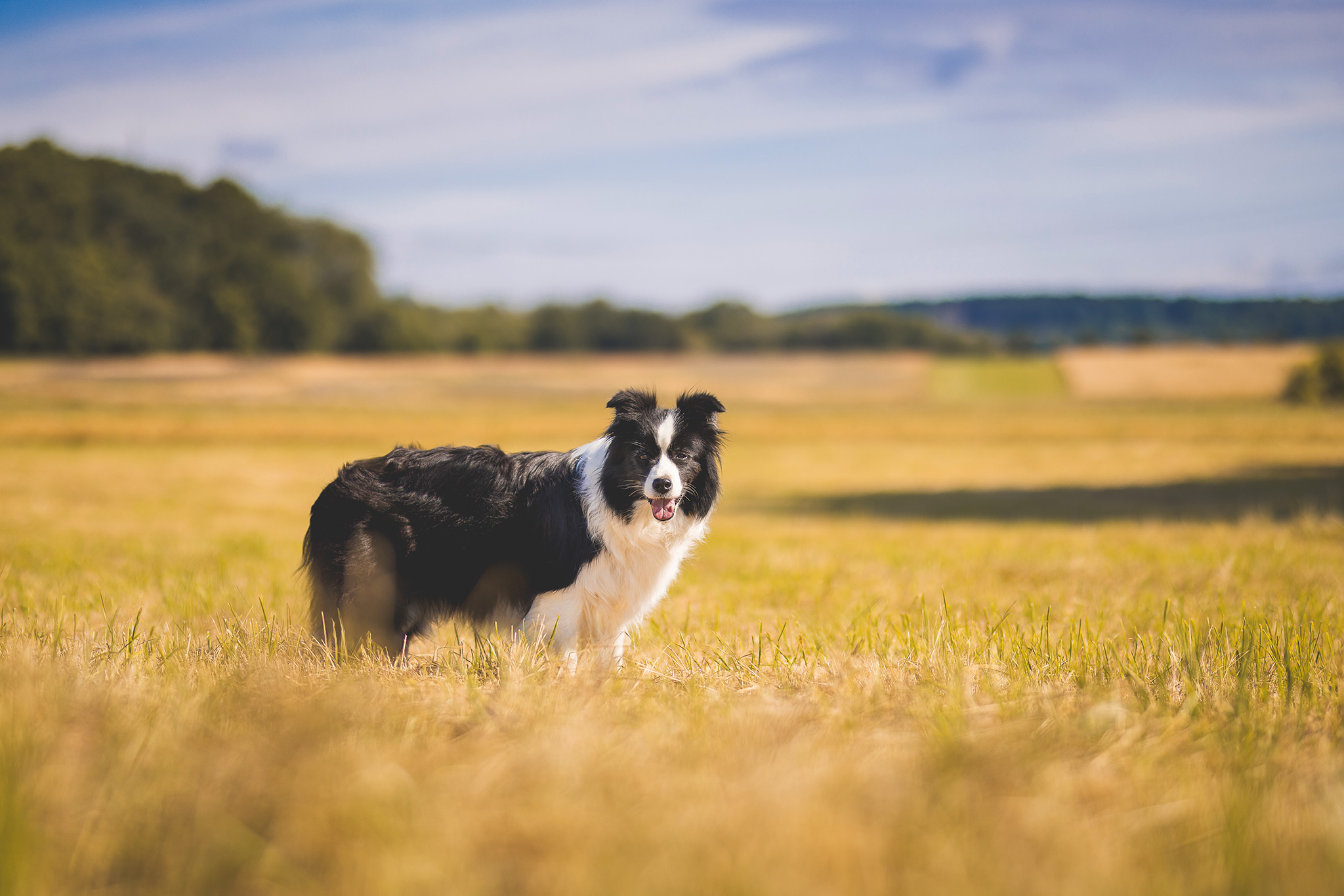 18|07|2025 – Heidi Border Collie Hündin
