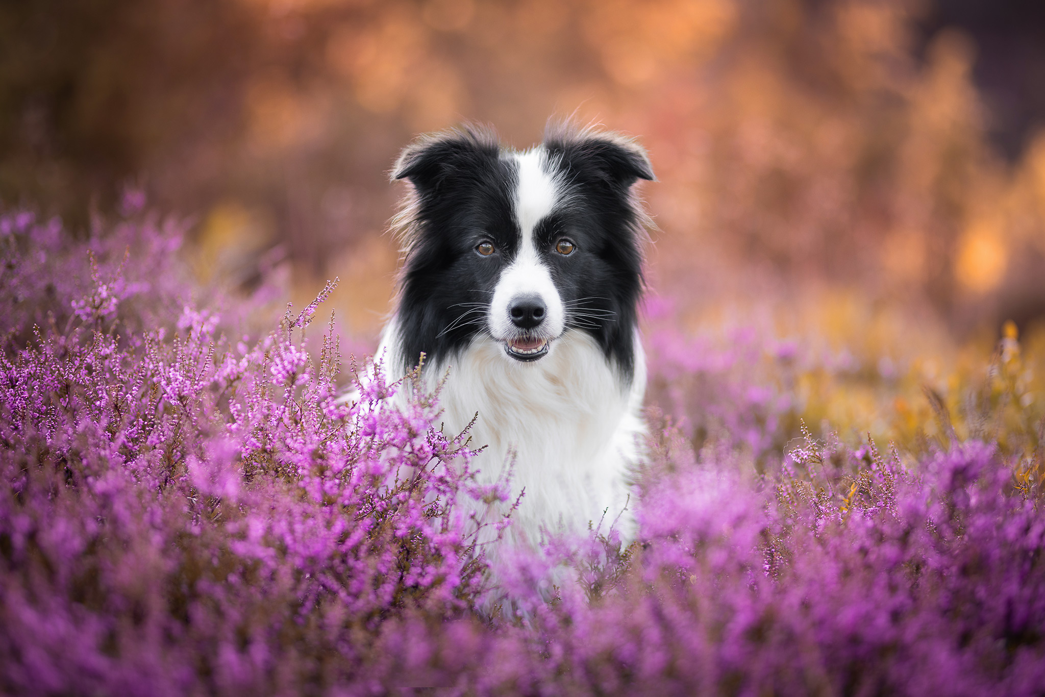 24|07|2025 – Halo Border Collie Hündin