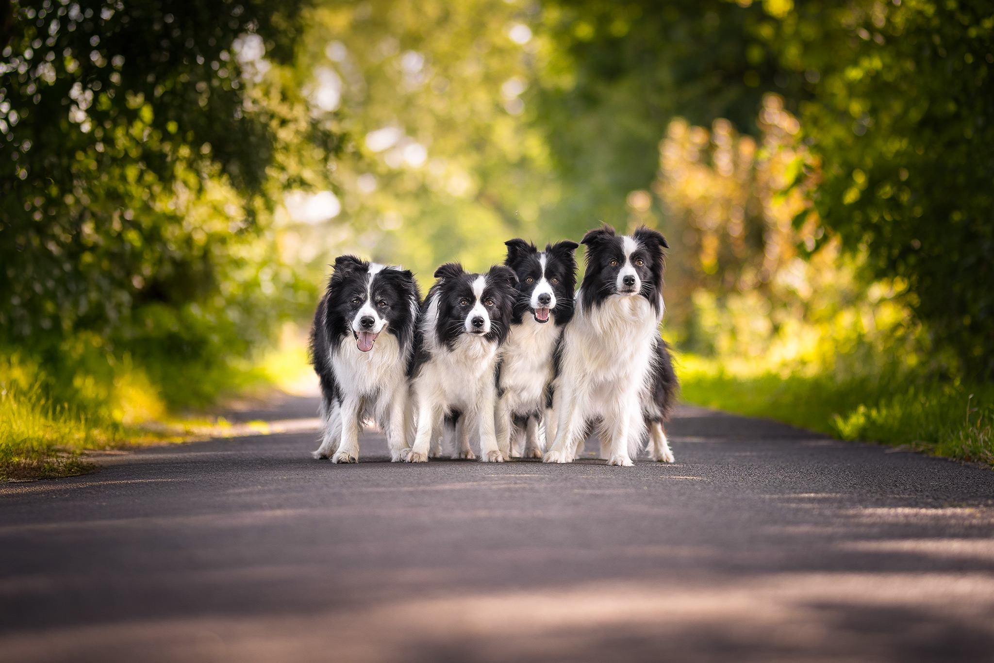 25|07|2025 – Unsere Border Collies