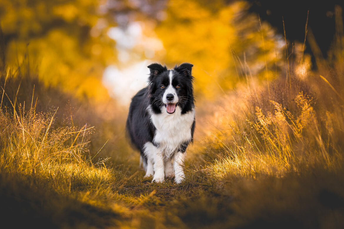 Border Collie Hündin kurz vor der Geburt bei einem Spaziergang