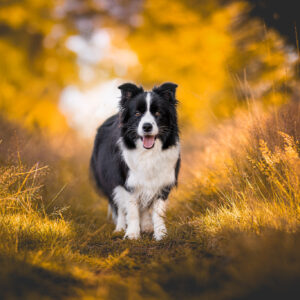 Border Collie Hündin kurz vor der Geburt bei einem Spaziergang