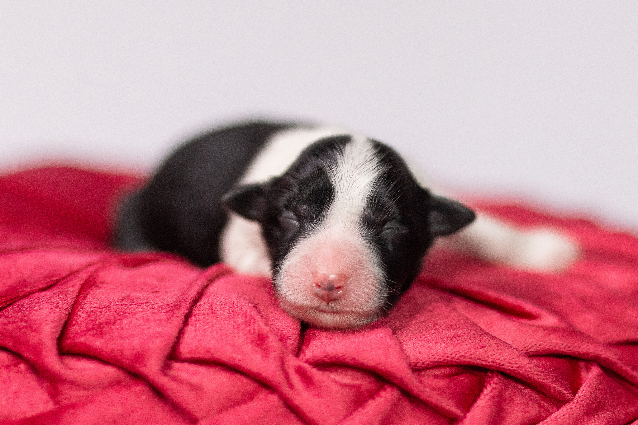 02|08|2025 – Welpe No. 1 Neugeborener Border Collie Welpe