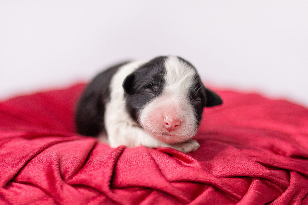 Neugeborener Border Collie Welpe