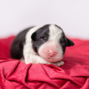 Neugeborener Border Collie Welpe