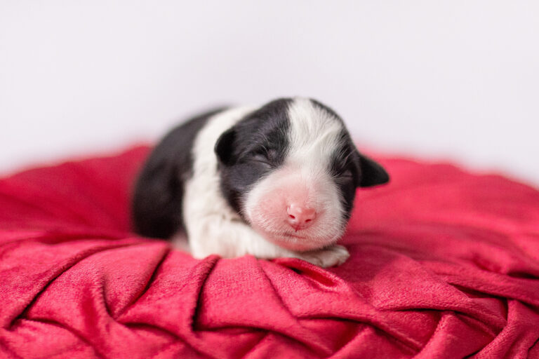 Neugeborener Border Collie Welpe