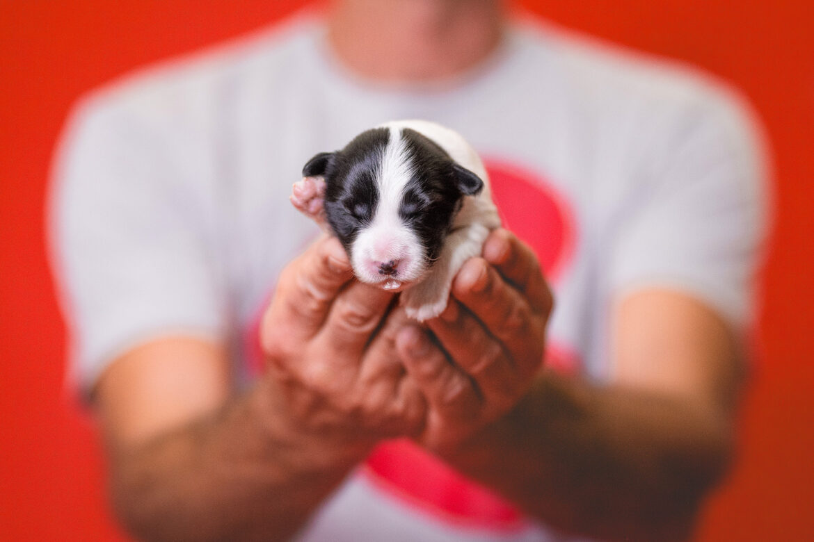 Border Collie Welpe in der 1. Lebenswoche