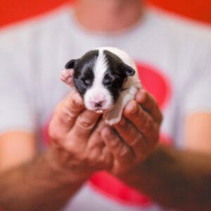 Border Collie Welpe in der 1. Lebenswoche
