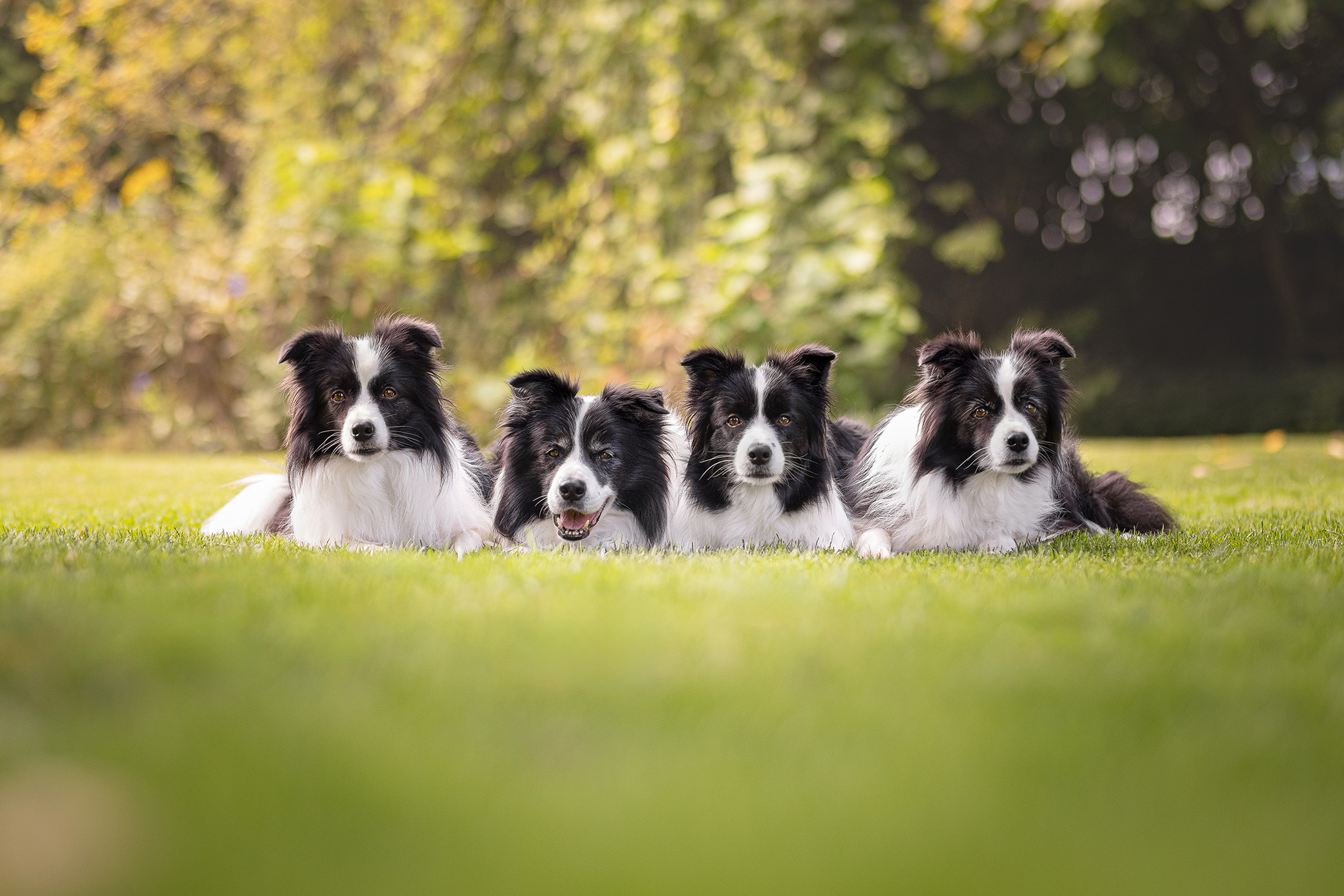 09|08|2025 – Halo, Zion, Karma und Heidi Unsere Border Collies