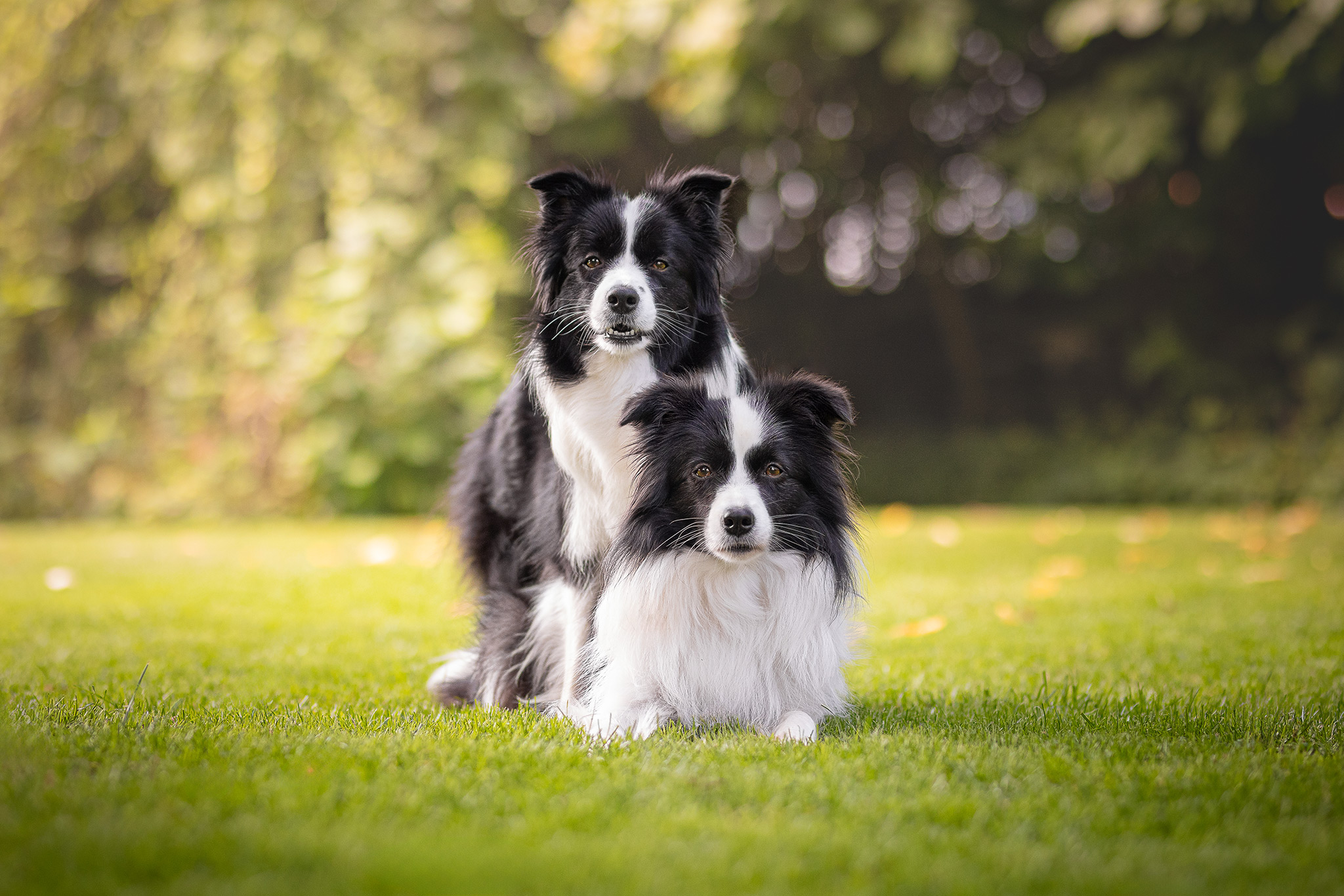 09|08|2025 – Halo und Karma Zwei Border Collie Hündinnen