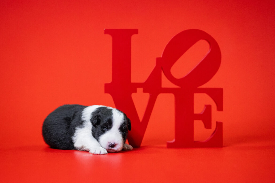 Border Collie Welpe in der 2. Lebenswoche