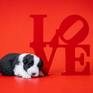 Border Collie Welpe in der 2. Lebenswoche