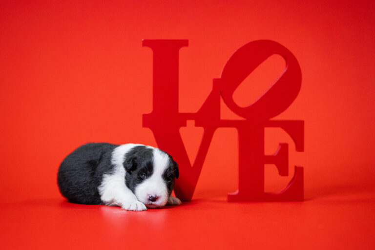 Border Collie Welpe in der 2. Lebenswoche