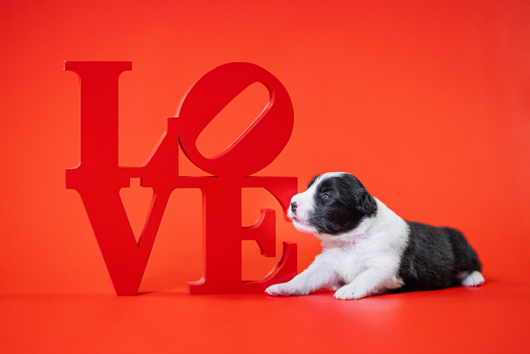 Border Collie Welpe in der 2. Lebenswoche