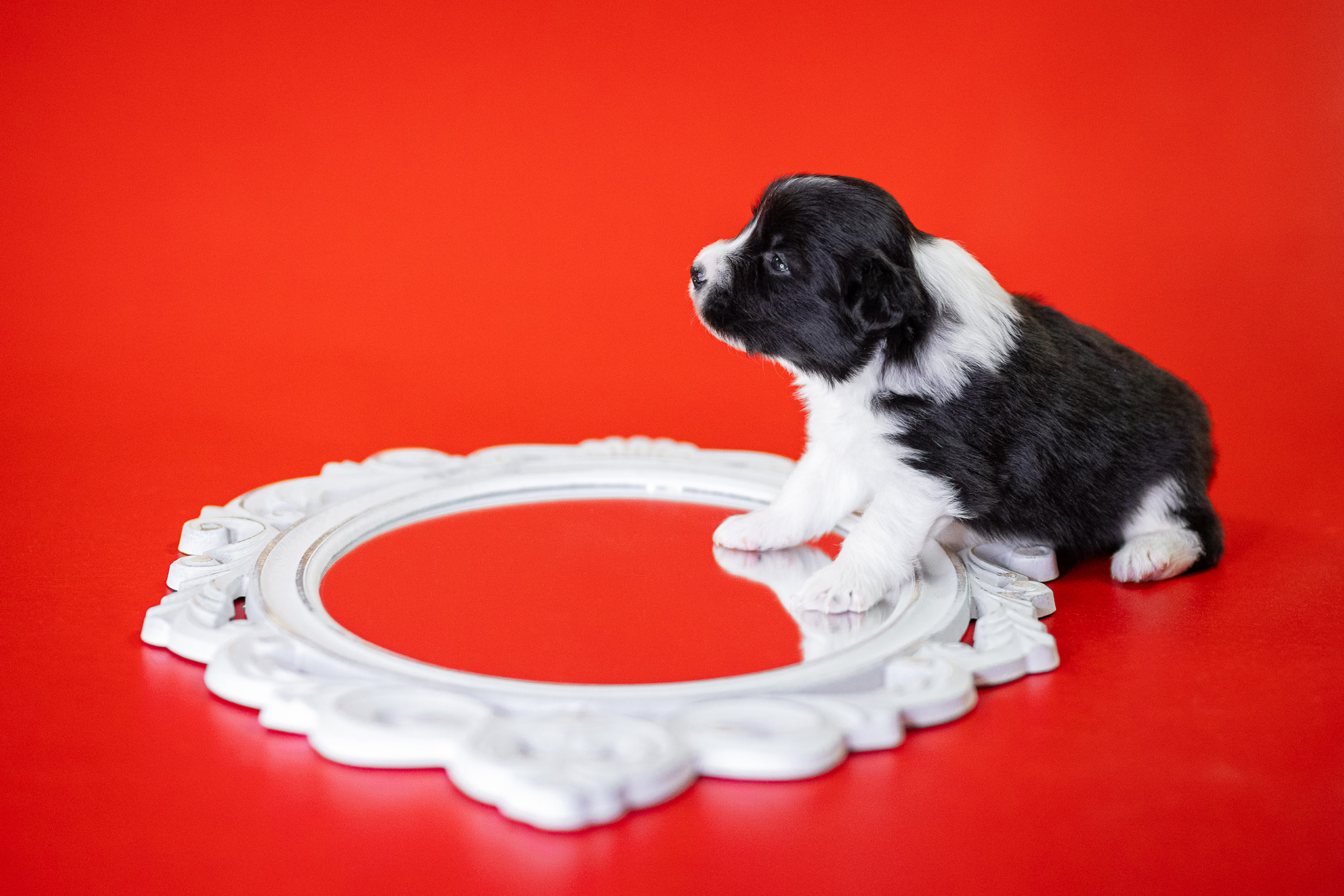 21|08|2025 – Welpe No. 2, Hündin Border Collie Welpe in der 3. Lebenswoche