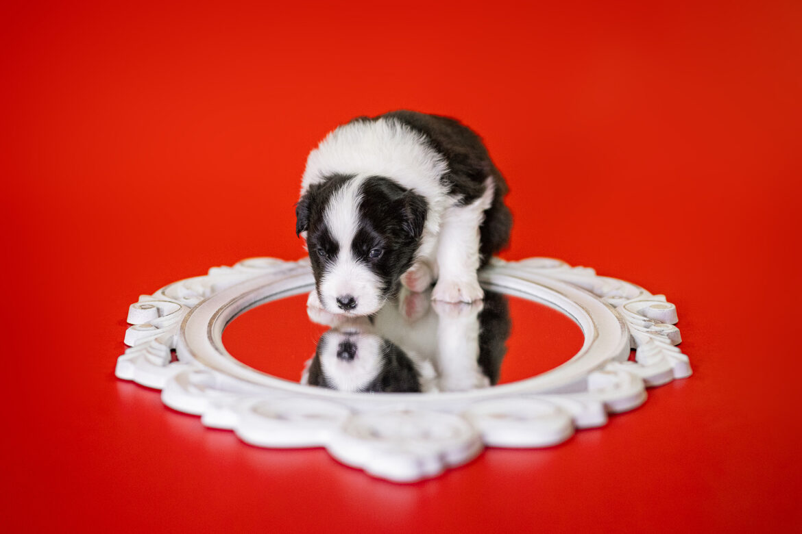 Border Collie Welpe in der 3. Lebenswoche