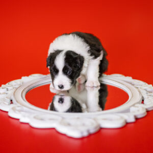 Border Collie Welpe in der 3. Lebenswoche